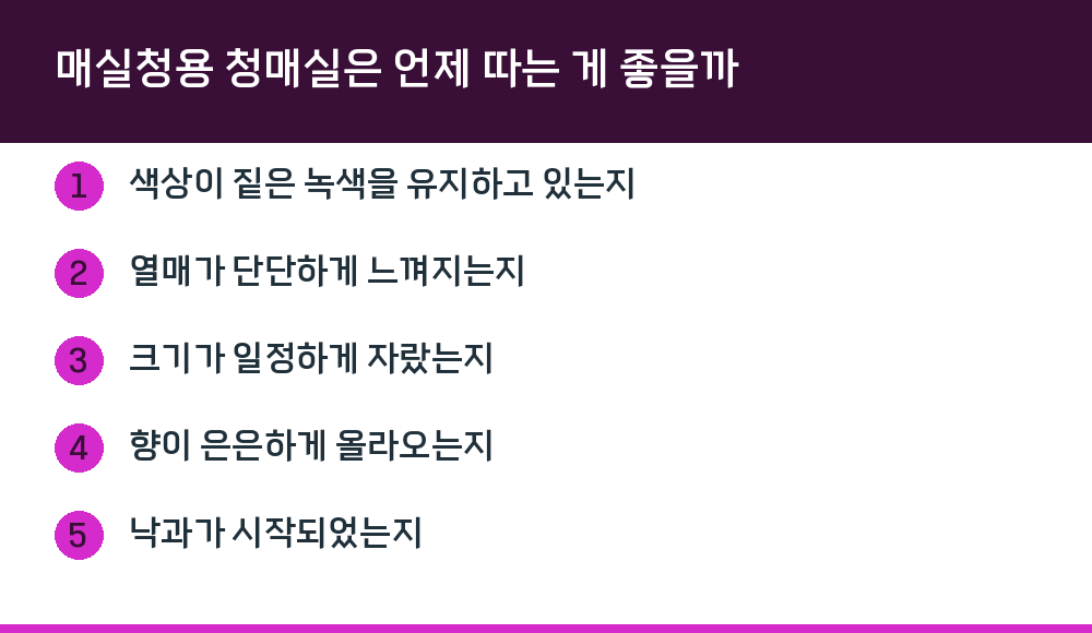 매실청용 청매실은 언제 따는 게 좋을까