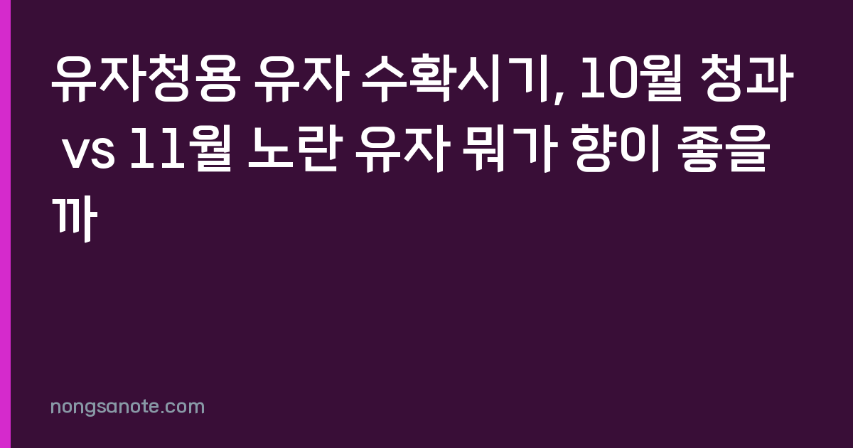 유자청용 유자 수확시기, 10월 청과 vs 11월 노란 유자 뭐가 향이 좋을까