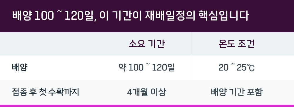 배양 100～120일, 이 기간이 재배일정의 핵심입니다