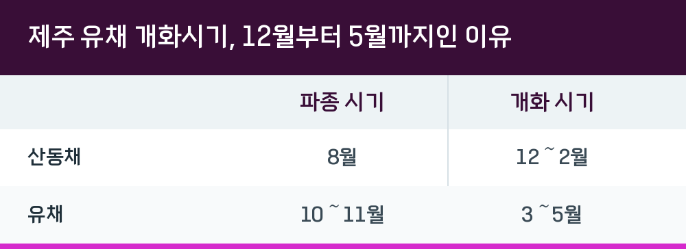 제주 유채 개화시기, 12월부터 5월까지인 이유