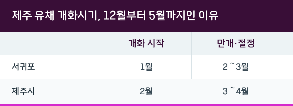 제주 유채 개화시기, 12월부터 5월까지인 이유