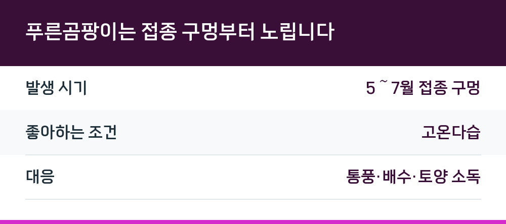 푸른곰팡이는 접종 구멍부터 노립니다