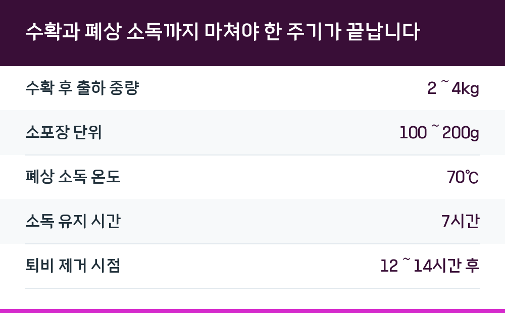 수확과 폐상 소독까지 마쳐야 한 주기가 끝납니다