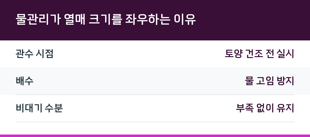 물관리가 열매 크기를 좌우하는 이유