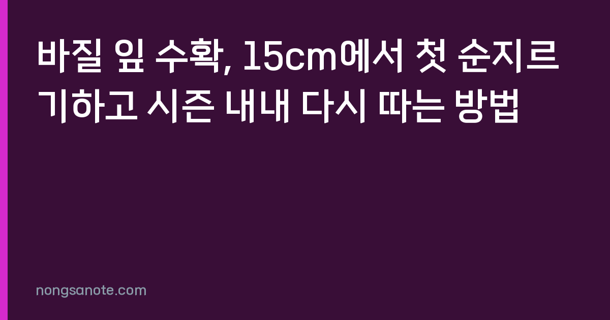 바질 잎 수확, 15cm에서 첫 순지르기하고 시즌 내내 다시 따는 방법