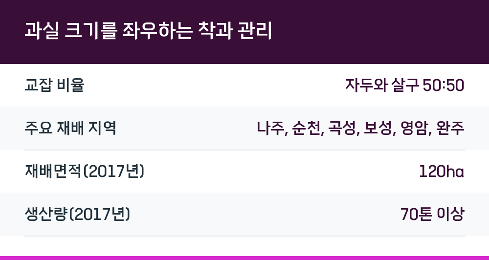 과실 크기를 좌우하는 착과 관리