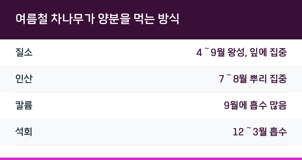 여름철 차나무가 양분을 먹는 방식