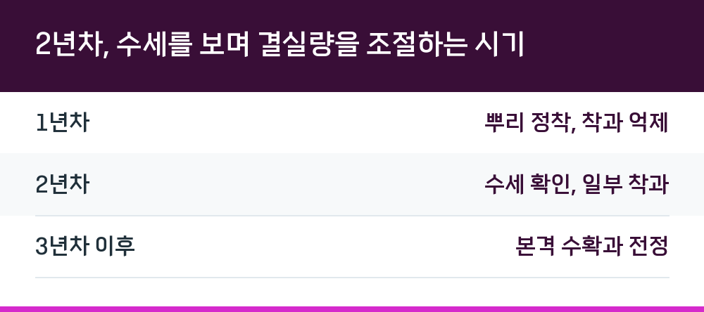 2년차, 수세를 보며 결실량을 조절하는 시기