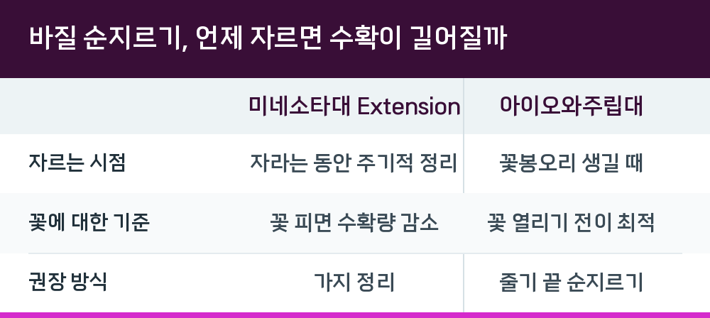 바질 순지르기, 언제 자르면 수확이 길어질까