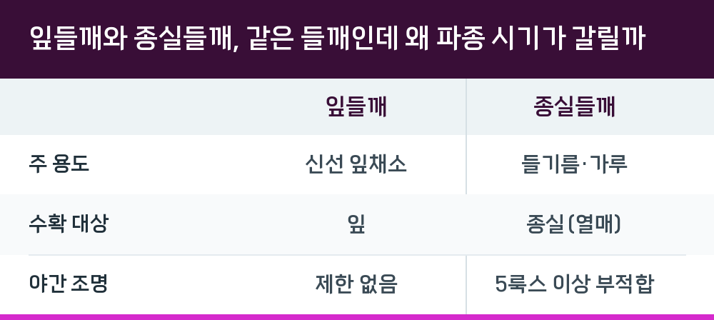 잎들깨와 종실들깨, 같은 들깨인데 왜 파종 시기가 갈릴까