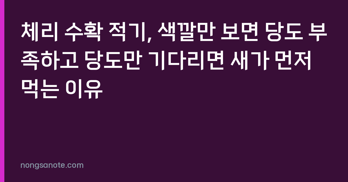 체리 수확 적기, 색깔만 보면 당도 부족하고 당도만 기다리면 새가 먼저 먹는 이유