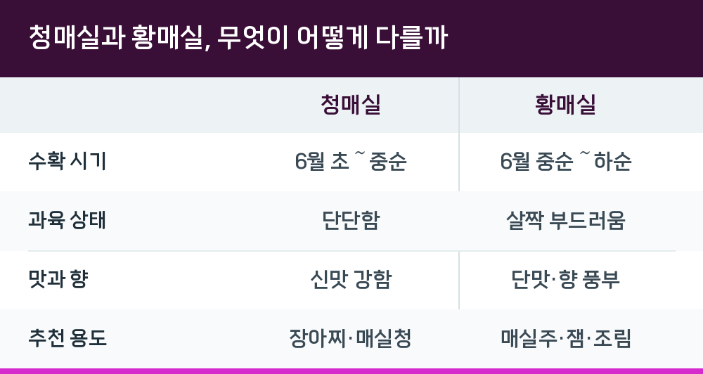 청매실과 황매실, 무엇이 어떻게 다를까