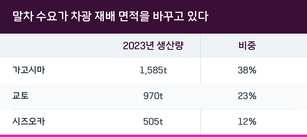 말차 수요가 차광 재배 면적을 바꾸고 있다
