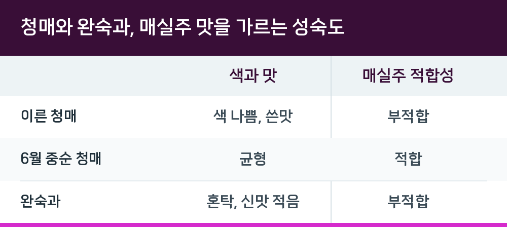 청매와 완숙과, 매실주 맛을 가르는 성숙도