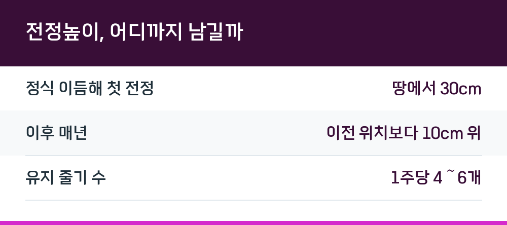전정높이, 어디까지 남길까