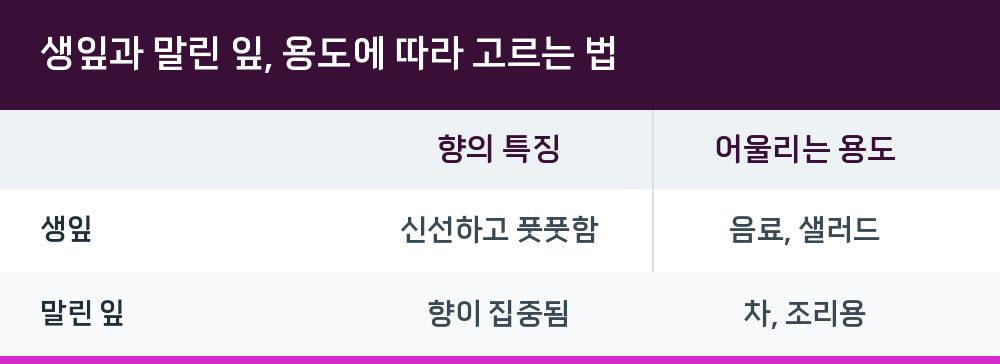 생잎과 말린 잎, 용도에 따라 고르는 법