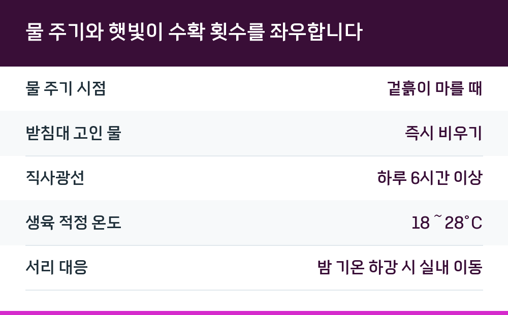 물 주기와 햇빛이 수확 횟수를 좌우합니다