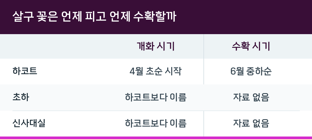 살구 꽃은 언제 피고 언제 수확할까