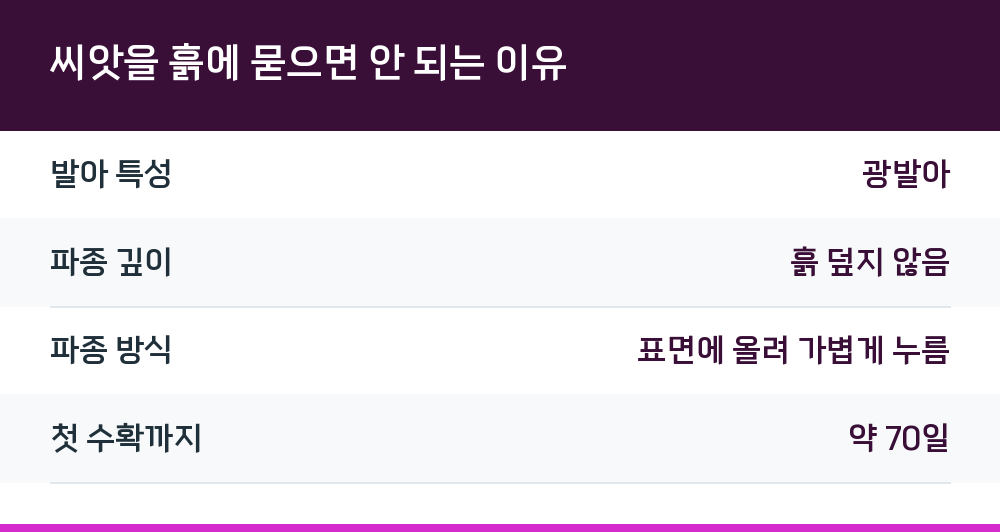 씨앗을 흙에 묻으면 안 되는 이유