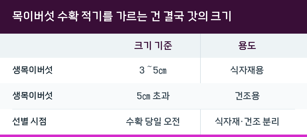 목이버섯 수확 적기를 가르는 건 결국 갓의 크기