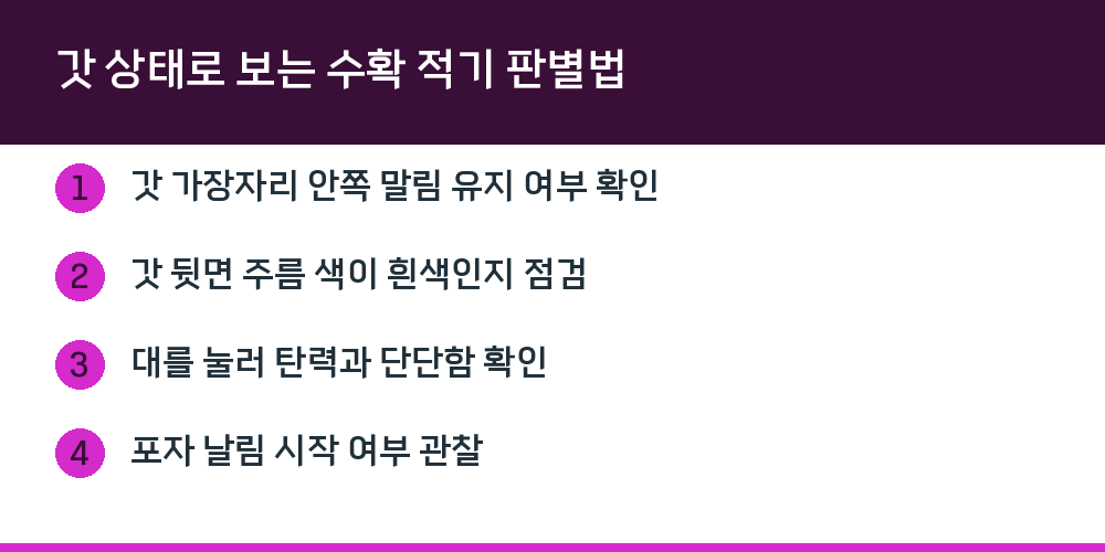 갓 상태로 보는 수확 적기 판별법