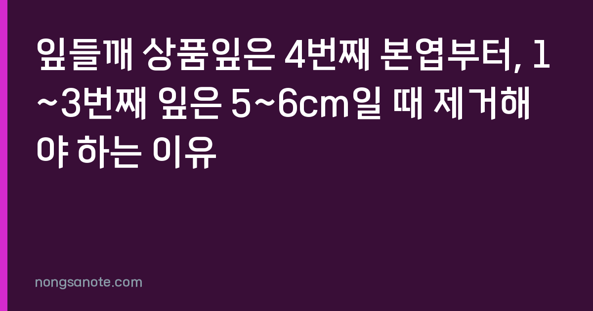 잎들깨 상품잎은 4번째 본엽부터, 1~3번째 잎은 5~6cm일 때 제거해야 하는 이유