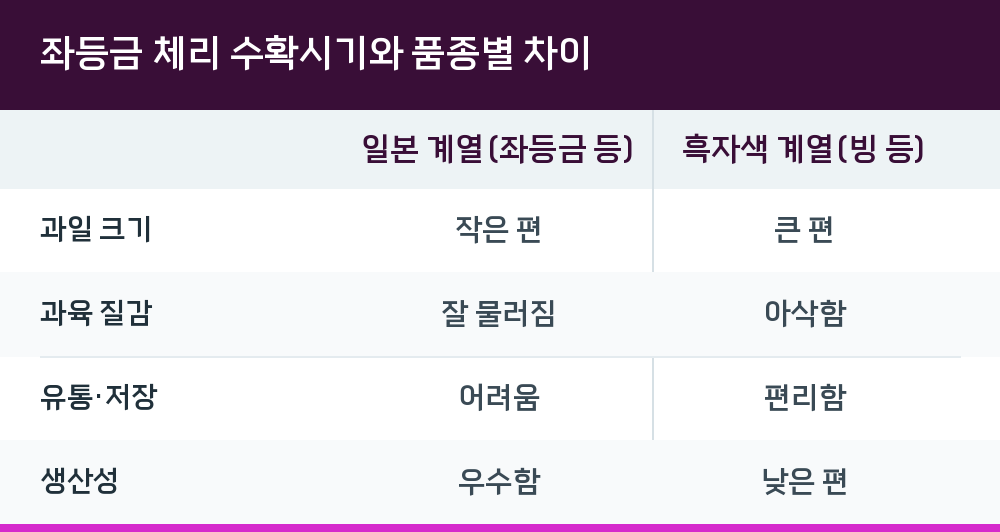 좌등금 체리 수확시기와 품종별 차이