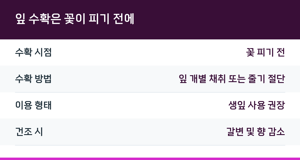 잎 수확은 꽃이 피기 전에