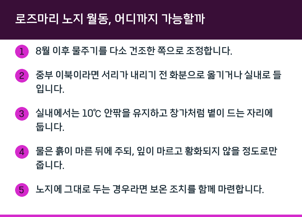 로즈마리 노지 월동, 어디까지 가능할까