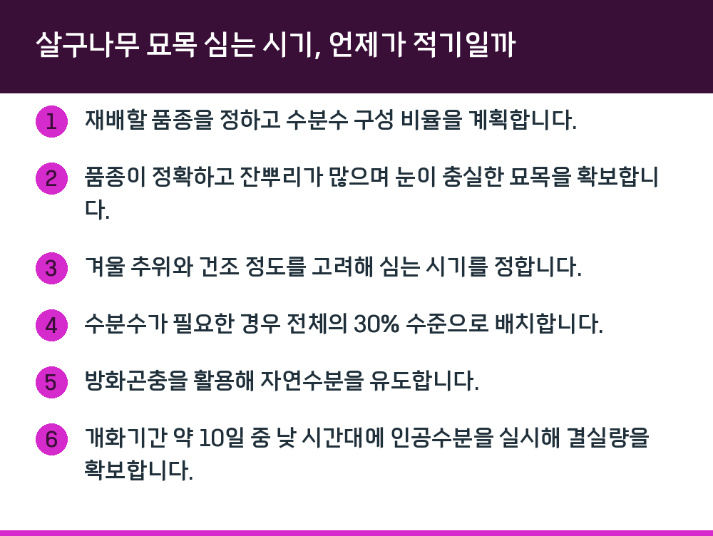 살구나무 묘목 심는 시기, 언제가 적기일까