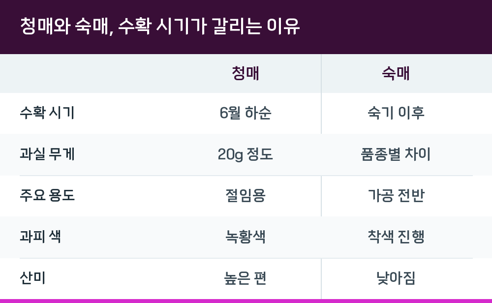 청매와 숙매, 수확 시기가 갈리는 이유