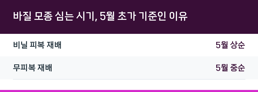 바질 모종 심는 시기, 5월 초가 기준인 이유