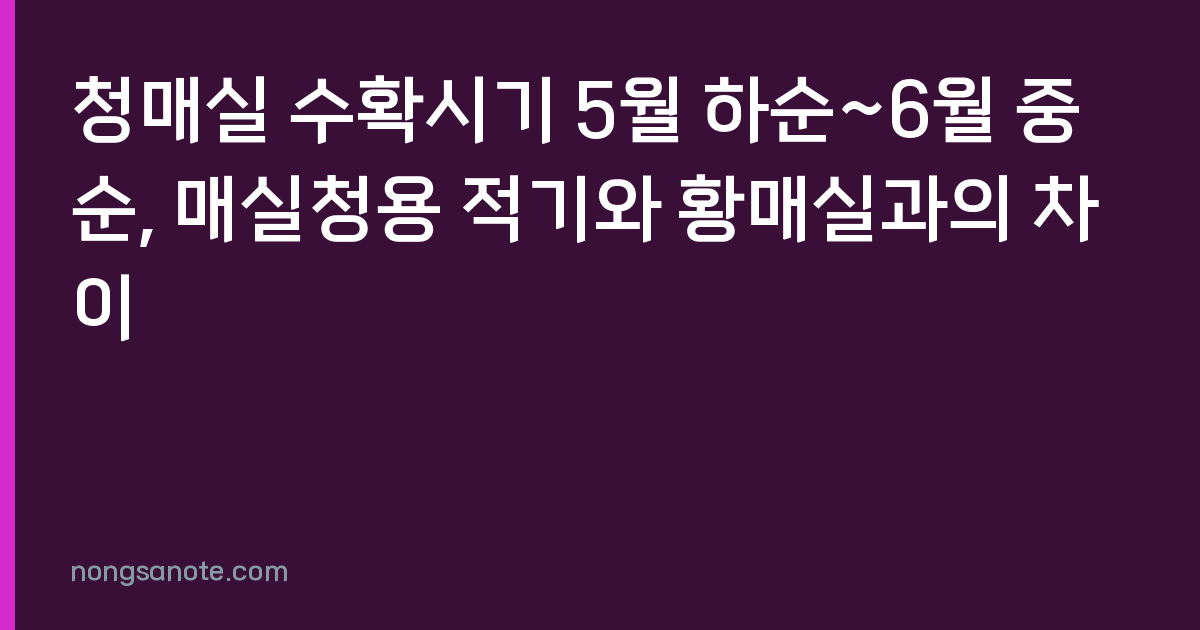 청매실 수확시기 5월 하순~6월 중순, 매실청용 적기와 황매실과의 차이