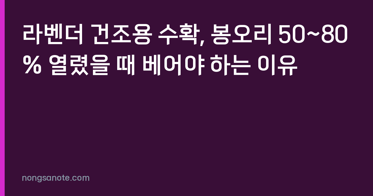 라벤더 건조용 수확, 봉오리 50~80% 열렸을 때 베어야 하는 이유