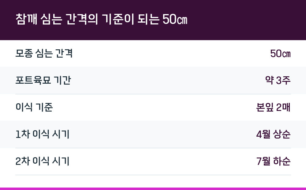 참깨 심는 간격의 기준이 되는 50㎝