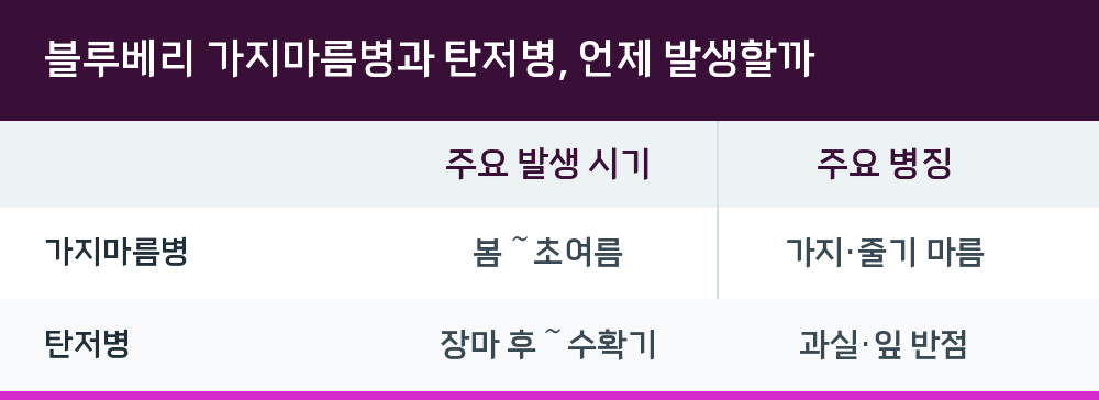 블루베리 가지마름병과 탄저병, 언제 발생할까