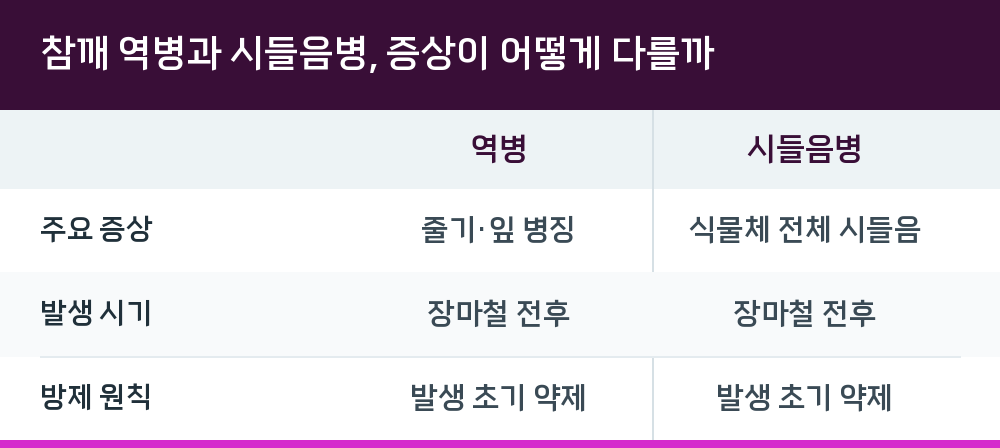 참깨 역병과 시들음병, 증상이 어떻게 다를까