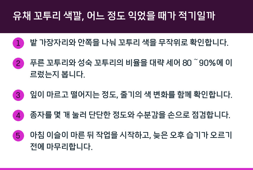 유채 꼬투리 색깔, 어느 정도 익었을 때가 적기일까