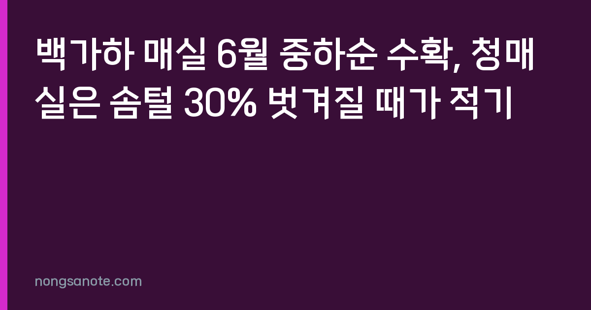 백가하 매실 6월 중하순 수확, 청매실은 솜털 30% 벗겨질 때가 적기