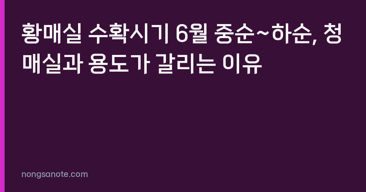 황매실 수확시기 6월 중순~하순, 청매실과 용도가 갈리는 이유