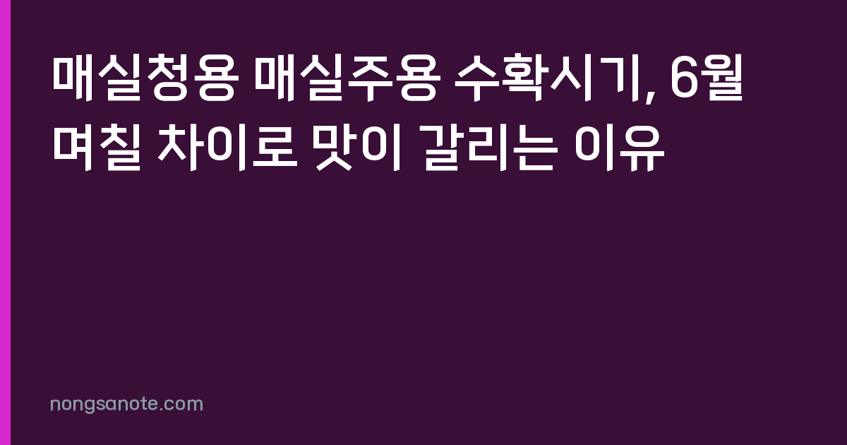 매실청용 매실주용 수확시기, 6월 며칠 차이로 맛이 갈리는 이유