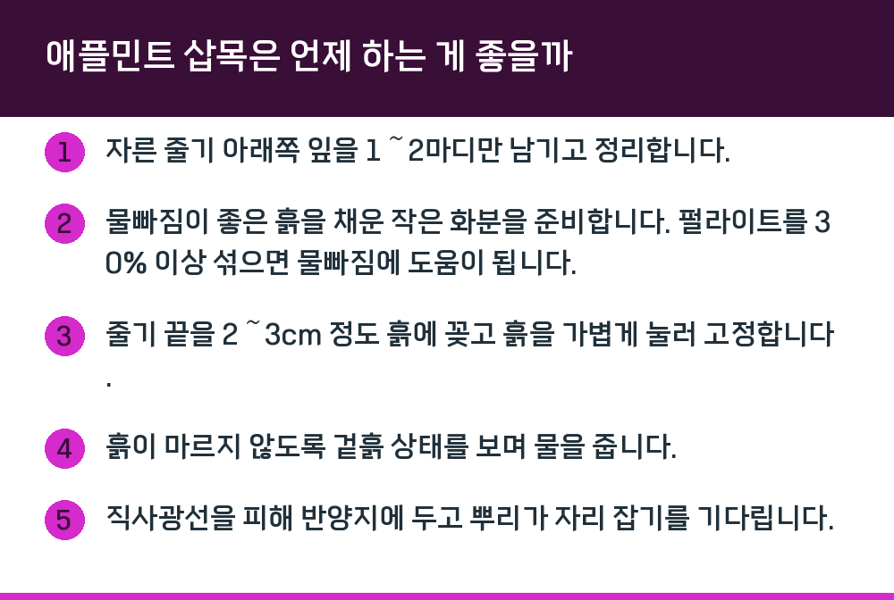 애플민트 삽목은 언제 하는 게 좋을까
