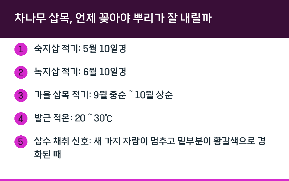 차나무 삽목, 언제 꽂아야 뿌리가 잘 내릴까