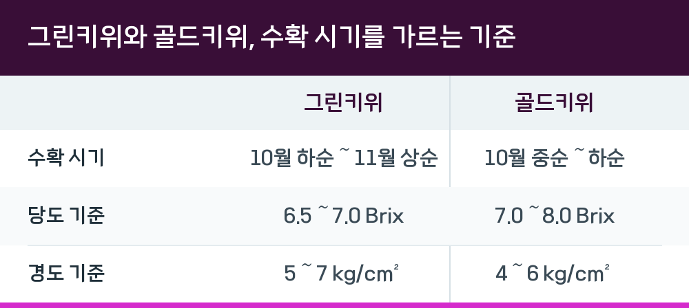 그린키위와 골드키위, 수확 시기를 가르는 기준
