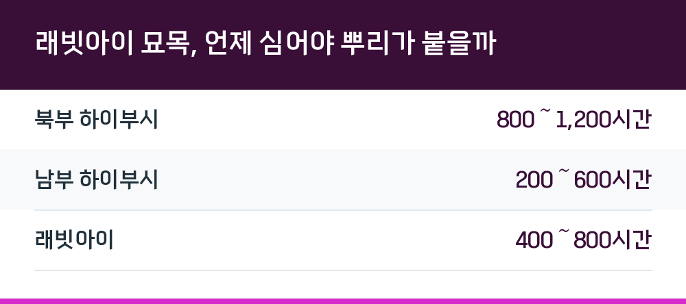 래빗아이 묘목, 언제 심어야 뿌리가 붙을까