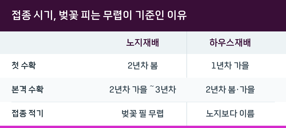 접종 시기, 벚꽃 피는 무렵이 기준인 이유