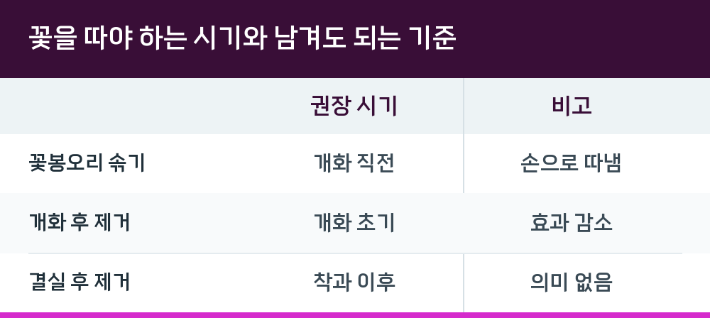 꽃을 따야 하는 시기와 남겨도 되는 기준