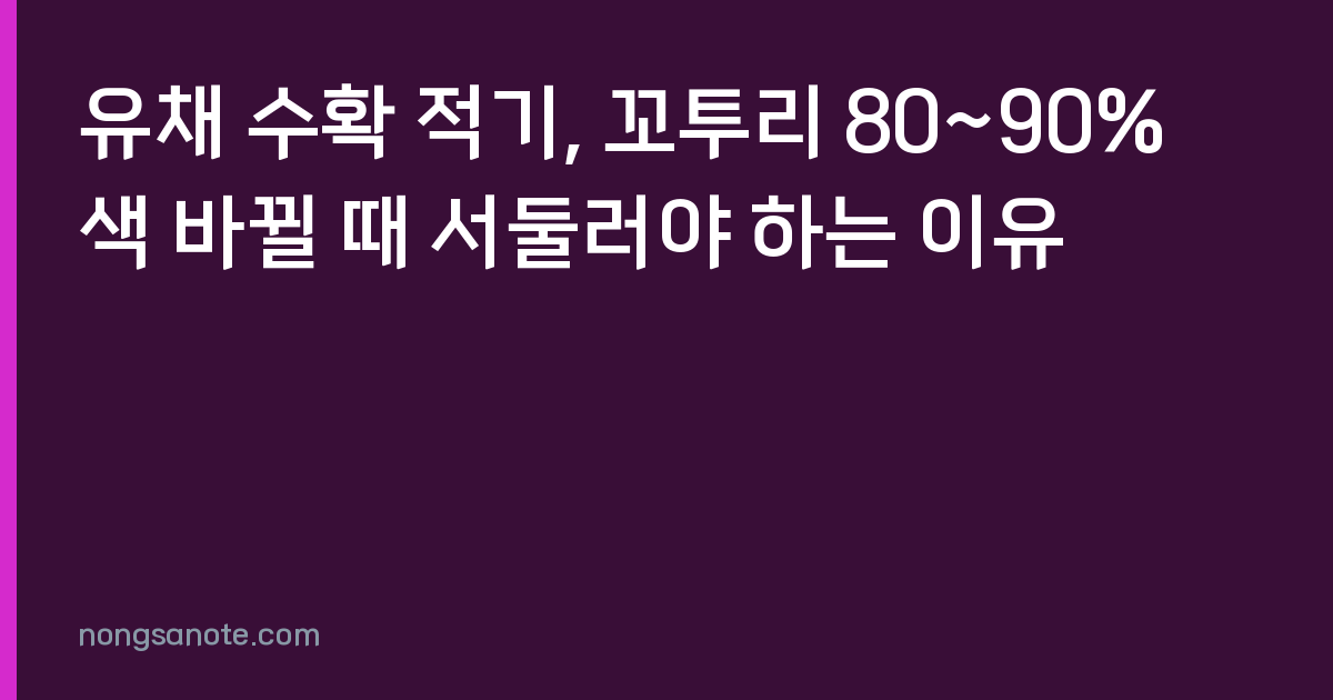 유채 수확 적기, 꼬투리 80~90% 색 바뀔 때 서둘러야 하는 이유