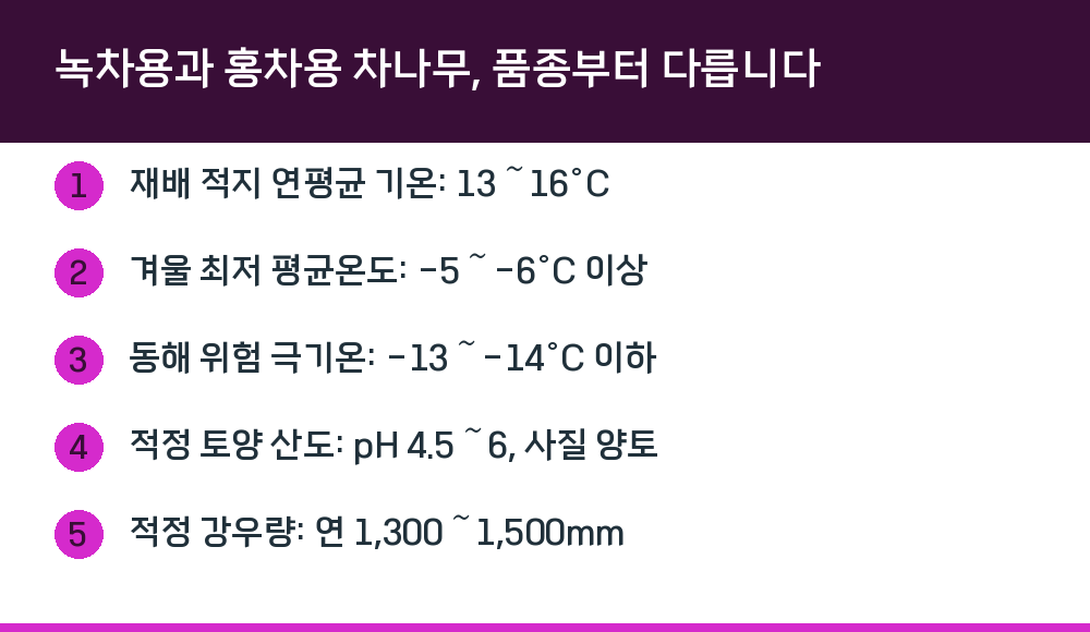 녹차용과 홍차용 차나무, 품종부터 다릅니다
