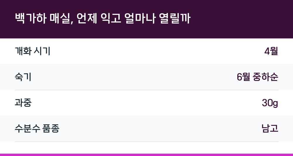 백가하 매실, 언제 익고 얼마나 열릴까